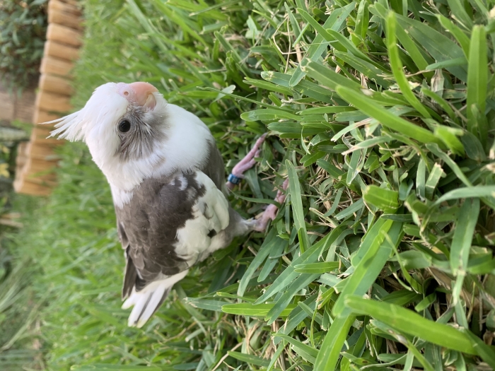 Calopsitte (white face)