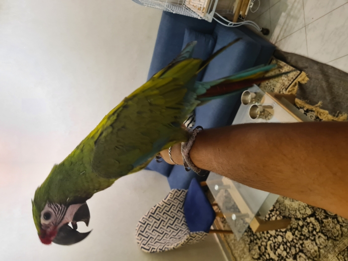 Perroquet Ara militaire