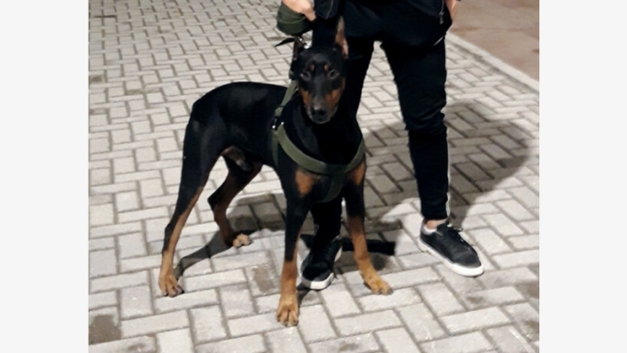 Doberman