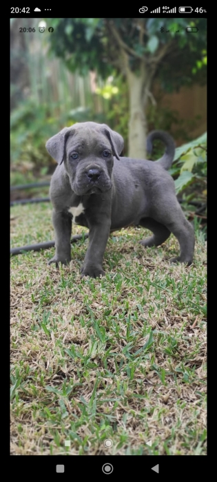 Cane corso
