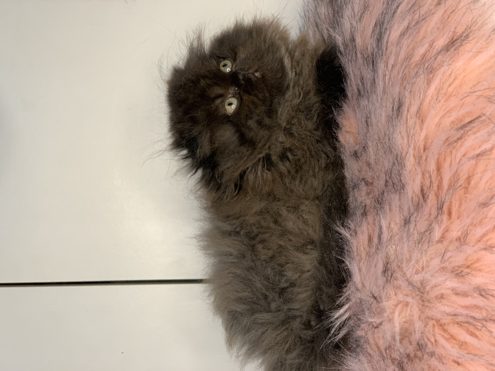 Chat Scottish fold highland