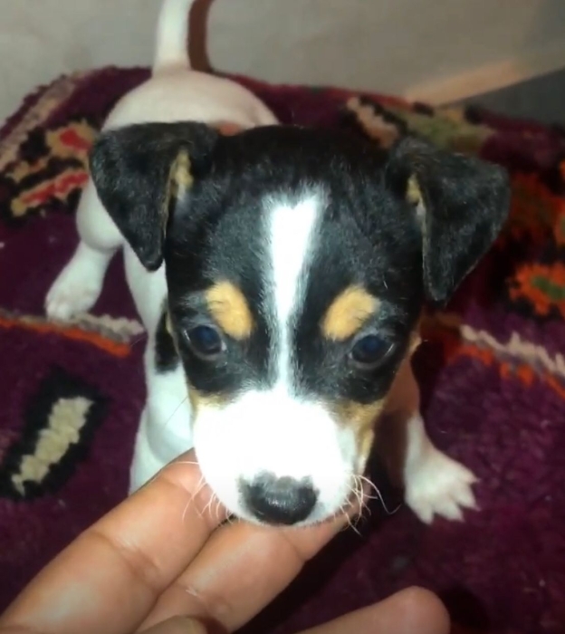 adorables chiots Jack Russell – 2 mâles & 1 femelle