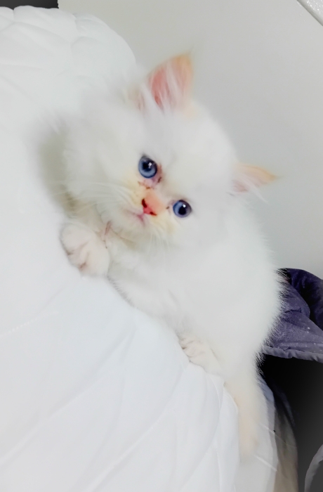 Chaton persan himalayenne