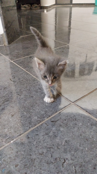 Donne 2 bébé chats