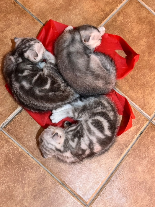 chatons Scottish Fold a vendre