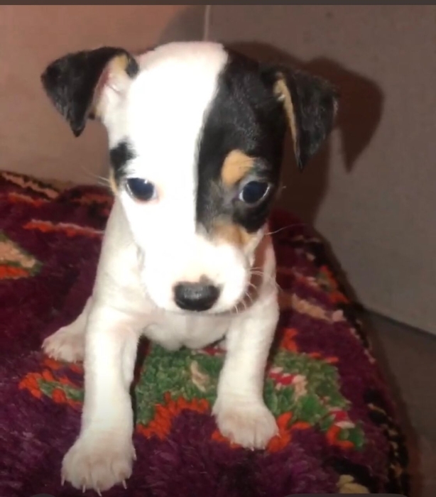 adorables chiots Jack Russell – 2 mâles & 1 femelle