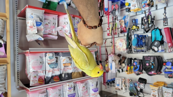 Perroquet Perruche à collier dressé