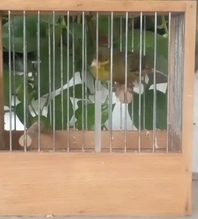 Mals et femelles cantor espagnol