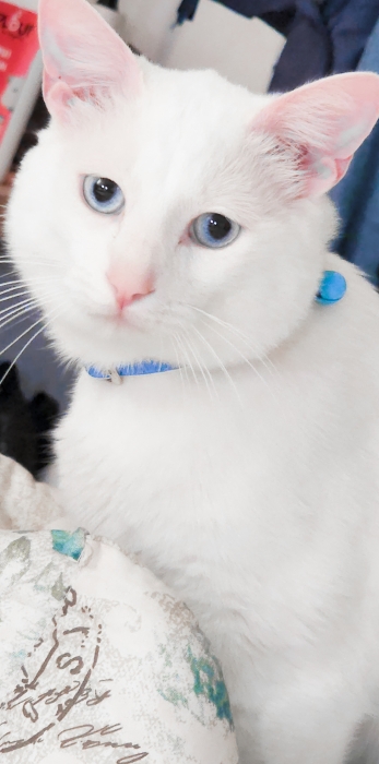 Angora turc mal pour adoption