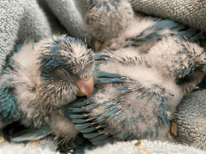 Des Bébés Quaker de Mutation : Blue et Cobalt