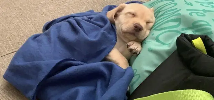 Joli labrador 2 mois à vendre