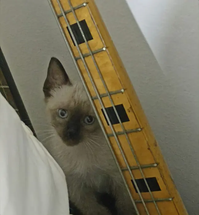 Châtons siamois Himalayen