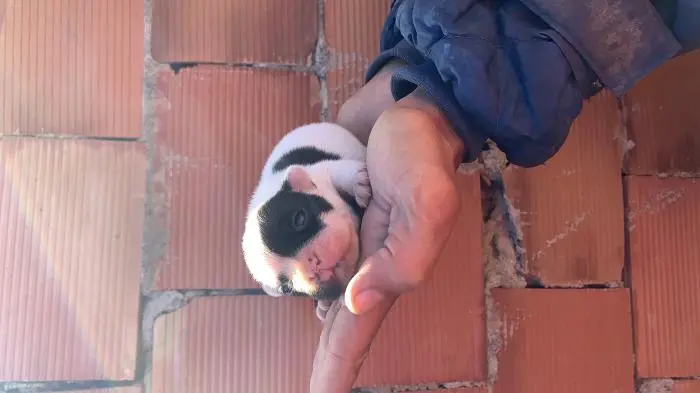 Bulldog a ne pas raté