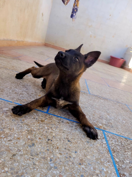 Chiot malinois charbonnée pure race femelle