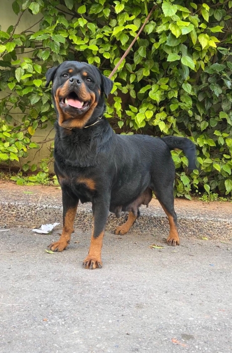 Rottweiler pedigree