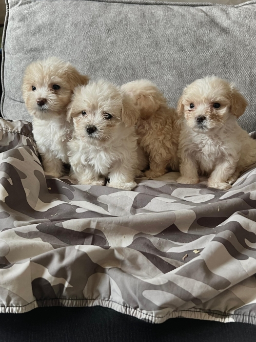 Bichon Havanais 🎊