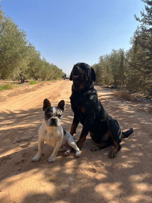 Bulldog français exotic