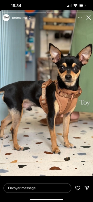 Femelle pour accouplement