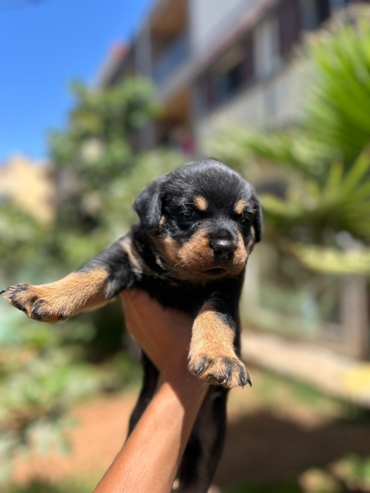 1 chiot rottweiler