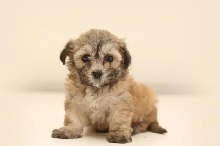 Deux femelles bichons