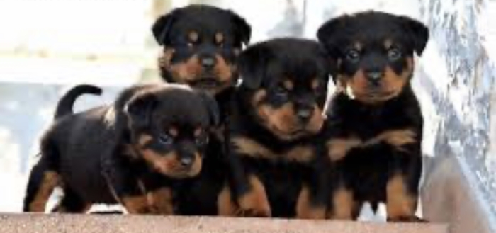 Rottweiler