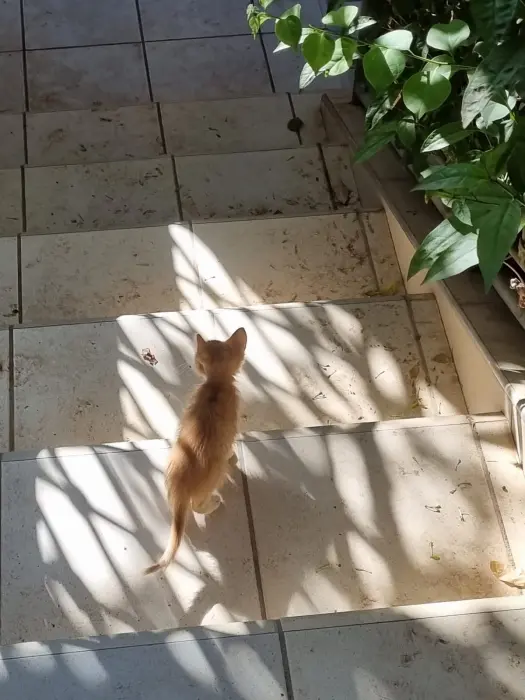 Chatons oranges à adopter d'une mère européenne