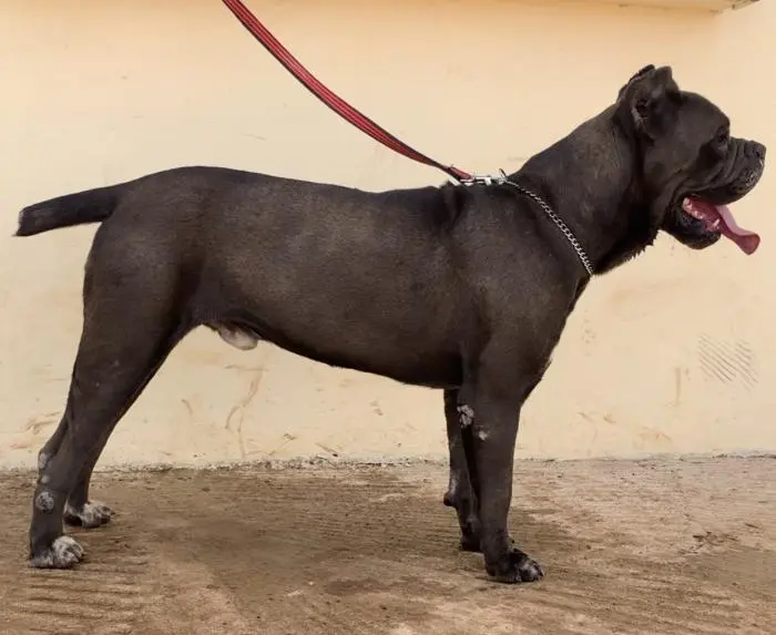 Mâle Cani corso pédigrée a vendre