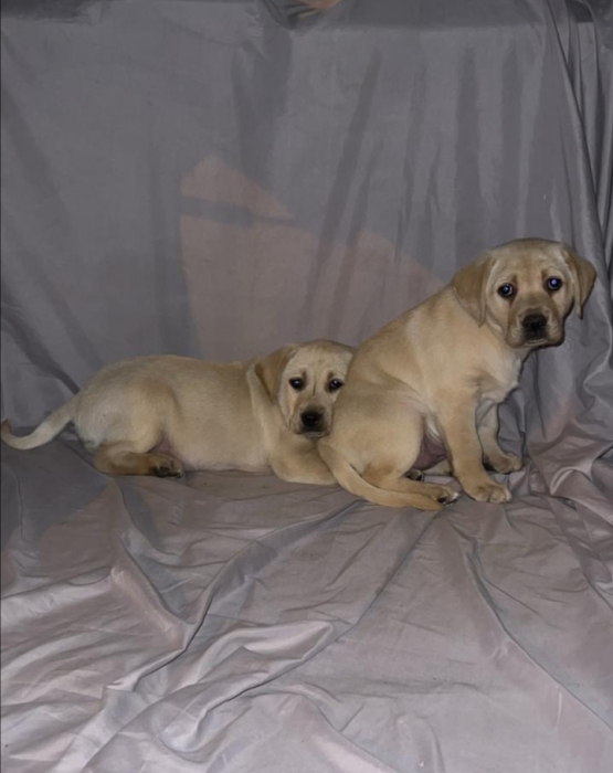 Labrador Toop Structure 🔥🐾