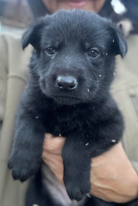 Chiot Bergers Allemands de disponible Noir / Gris / Bi-colore