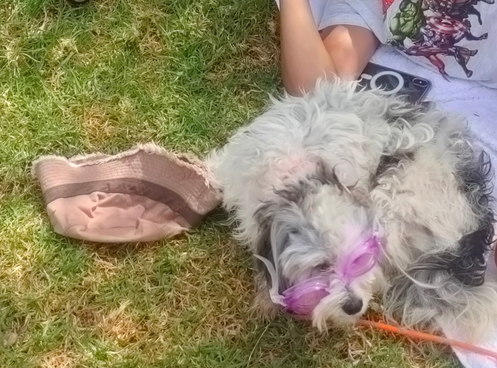 Chien thih Tzu a vendre