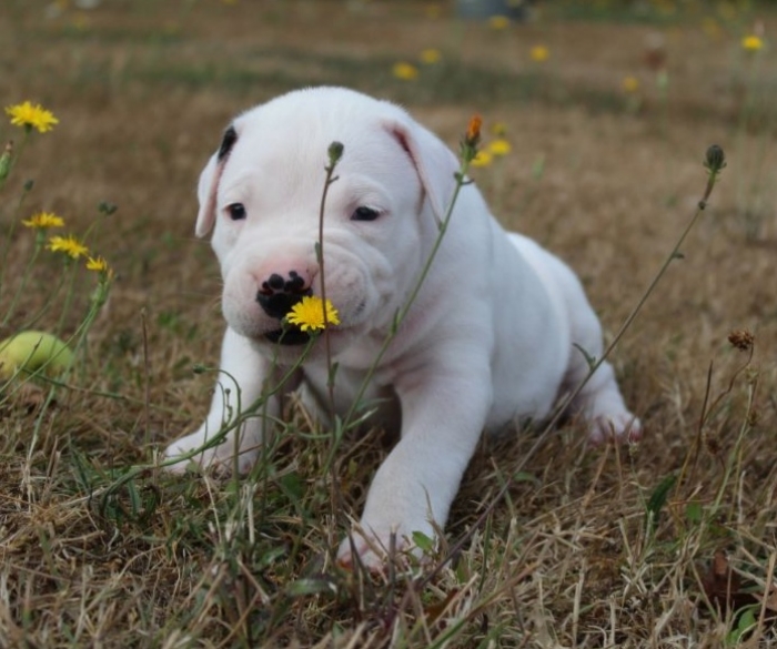 Dogo Argentino 🇦🇷