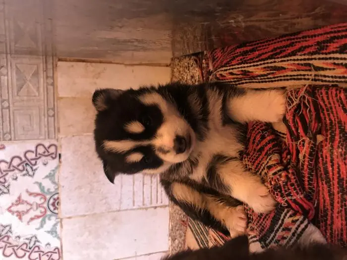 Chiots husky pure