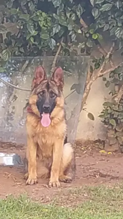 Vente chienne Berger Allemand avec pedigrée