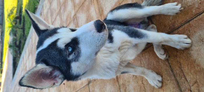 3 Huskys pour adoption