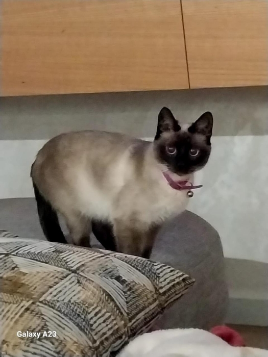 Vente de chat siamois