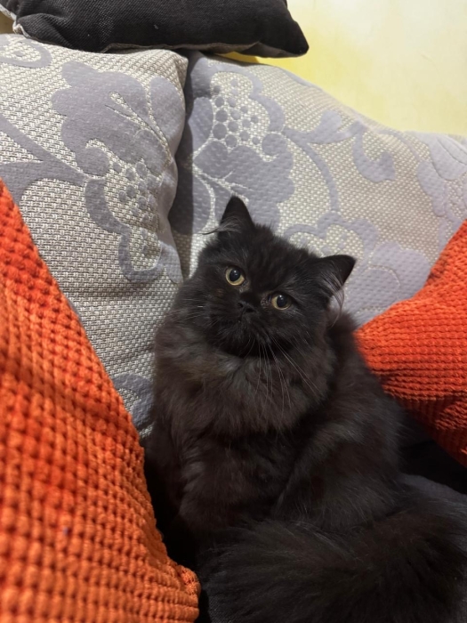 Chat persan
