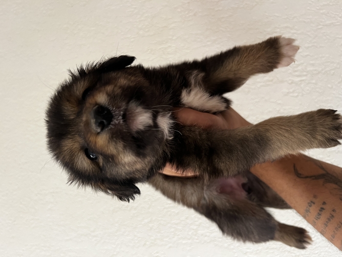 Aidi atlas (chien de Montagne de l’atlas)