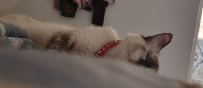 Cherche quelqu'un qui adopte mon chat