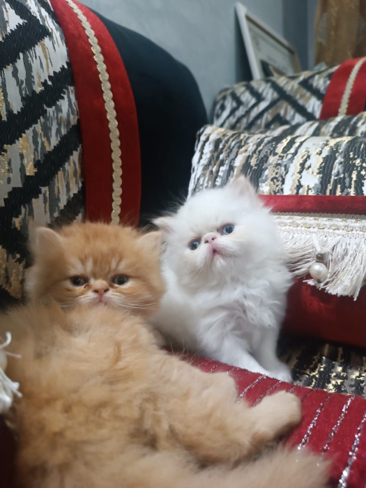 Chatons persans
