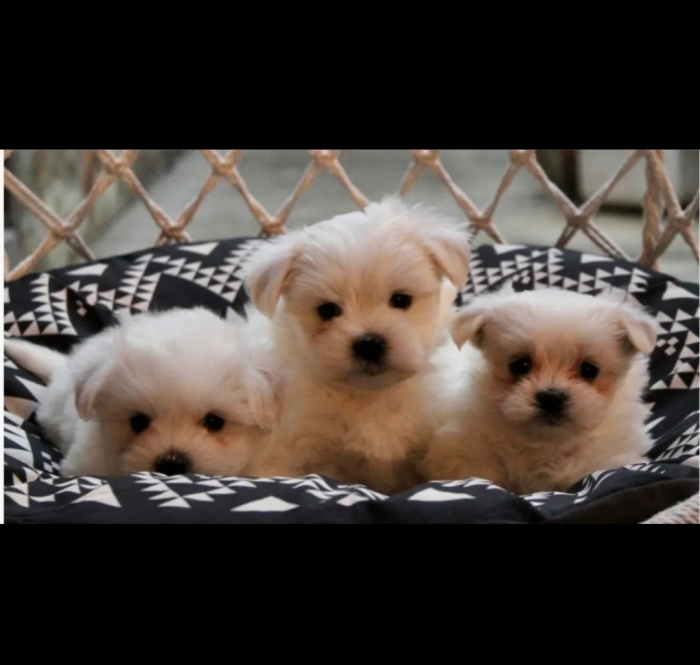 Bichon Maltais ❄🎄🎊🎅🏻