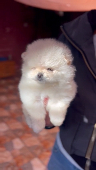 Spitz pomeranian nain