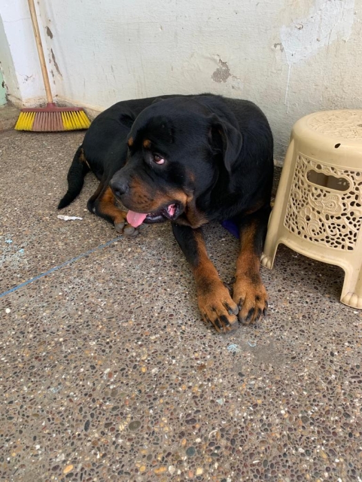 Chien Rottweiler