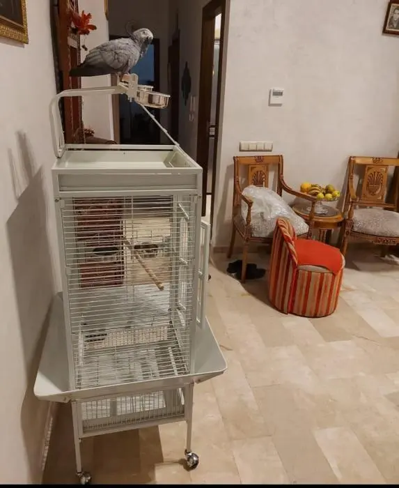 Perroquet Gris de Gabon