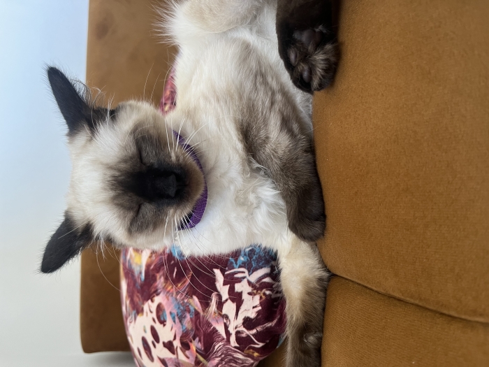 Chat adopté siamois himalayen avec les accessoires