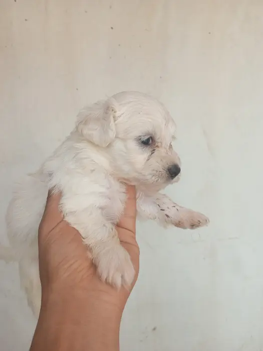 Bichon havanais et maltais