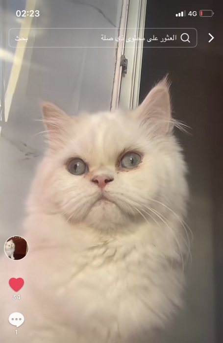 Couple persan a vendre