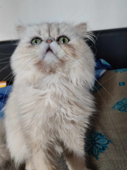 Mâle persan chinchilla