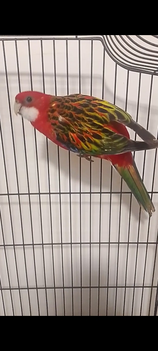 Perroquet rozella rubino