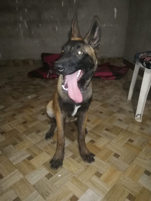 Malinois female ♀ 4mois