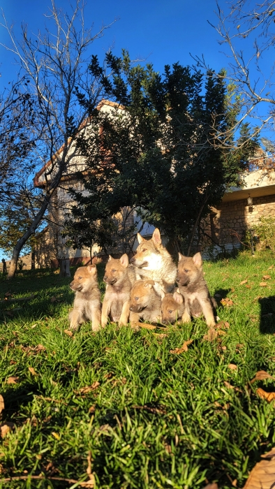 Portée chien loup tchécoslovaque Disponible
